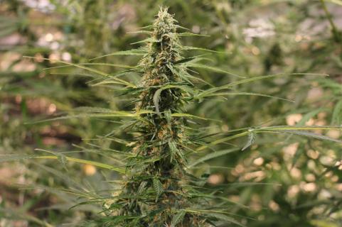 Auto Jack - картинка 3