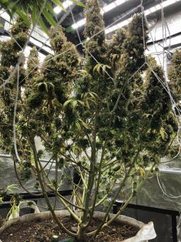 Neville's Haze - картинка 3