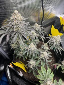 Blueberry - картинка 1