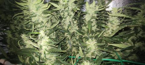 Sweet Mix Feminised - картинка 6