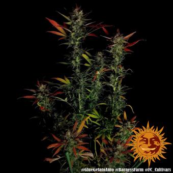 Glue Gelato Auto - картинка 6