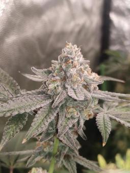 Frozen Biscotti - картинка 3