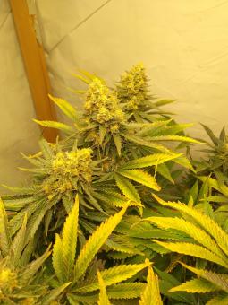 Tutankhamon - картинка 1