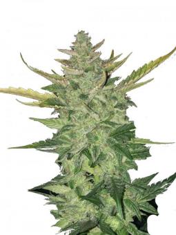 Holy Snow - картинка 1