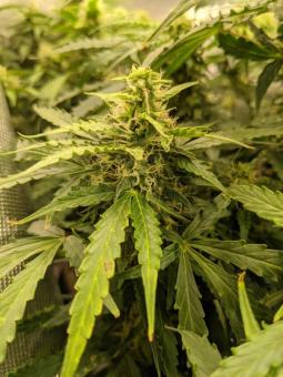 Auto Critical genetics - картинка 2