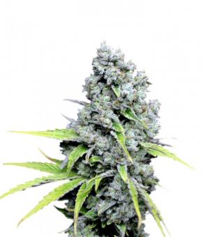 CBD Skunk Haze - картинка 3