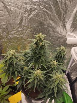 Lemon Cherry Cookies Auto - картинка 10