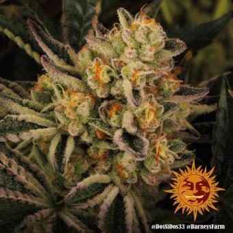 Dos Si Dos 33 - картинка 4