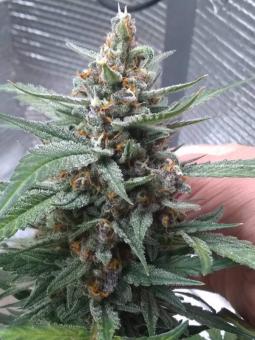 Lemonade Auto - картинка 2