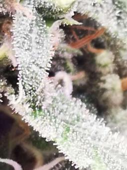 Quasar - картинка 8