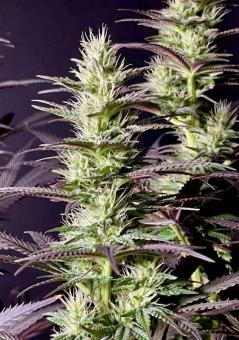 Black Lebanon - картинка 5