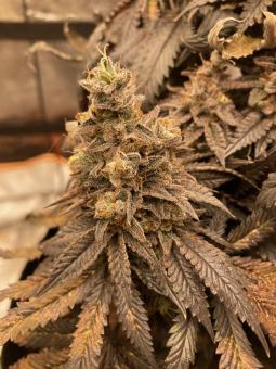 Watermelon Zkittlez - картинка 1