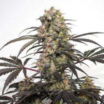 Passion Fruit - картинка 2