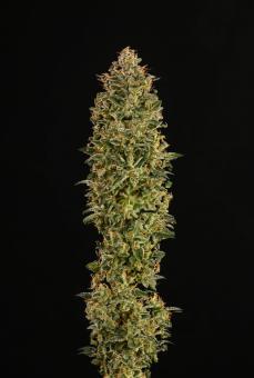 Mack & Crack Auto - картинка 1