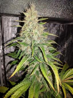 G14 Auto - картинка 7