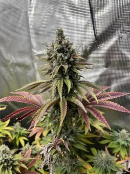 Gorilla Melon - картинка 3