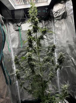 Rucu Cucu OG Auto - картинка 4