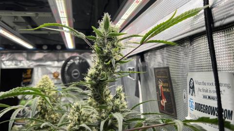 Gorilla - картинка 4