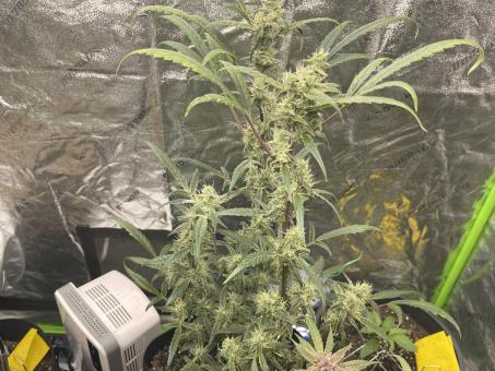 Original Auto AK - картинка 9