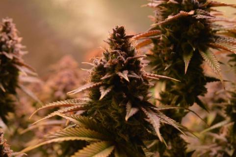 Auto Candy XXL genetics - картинка 3