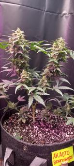 Original Auto AK - картинка 3