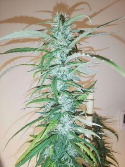 Rainbow Road - картинка 4