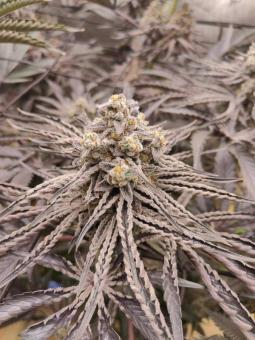 Buddha Gelato - картинка 8