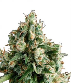 Auto Lennon - картинка 1