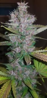 C4 Auto - картинка 4