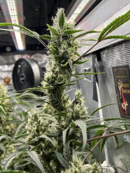 Patagonia - картинка 3