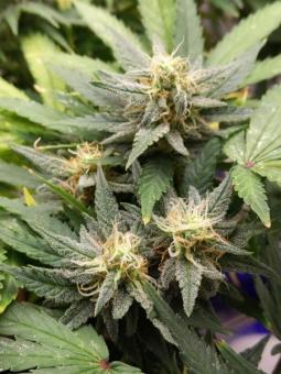 Prima Hollandica - картинка 4