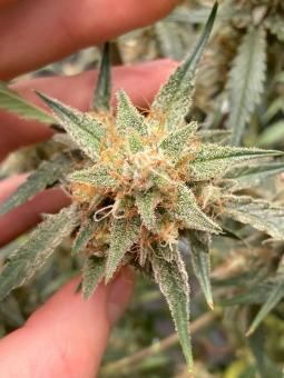 Papaya Cookies Auto - картинка 4