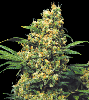 Warlock - картинка 2