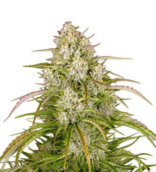 Wedding Cake Auto - картинка 3