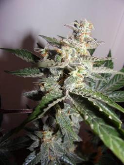 Grapefruit Auto - картинка 6