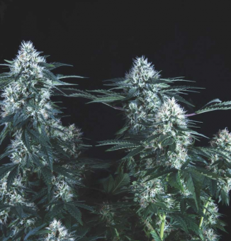 Tutankhamon Fast Version - картинка 1