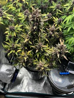 Mix Pack Auto - картинка 2