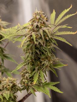 Patagonia Auto - картинка 3