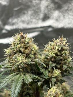 Purple - картинка 5