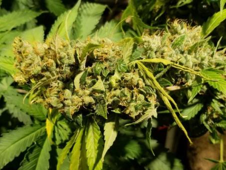 Auto Fresh Candy - картинка 6