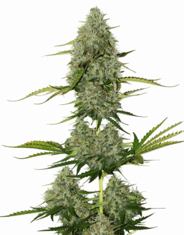 Super Critical Auto - картинка 3