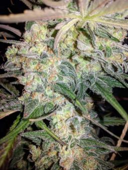 G14 Auto - картинка 5