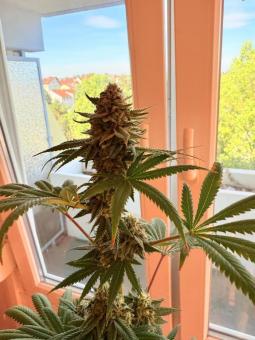 GMO Cookies - картинка 1