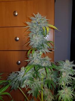 Mendocino Purple Kush - картинка 1