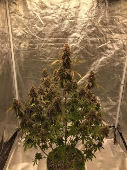 Super Bud Auto - картинка 3