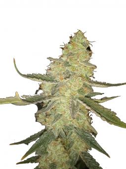 Auto Do-Si-Dos - картинка 3