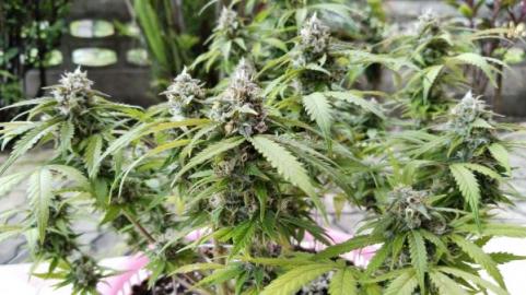 Auto Big Joy genetics - картинка 4