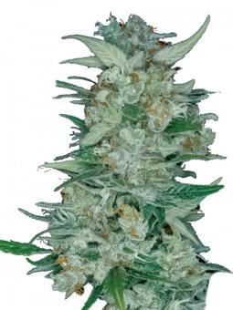 Serious 6 reg - картинка 7