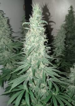 Nefertiti - картинка 4