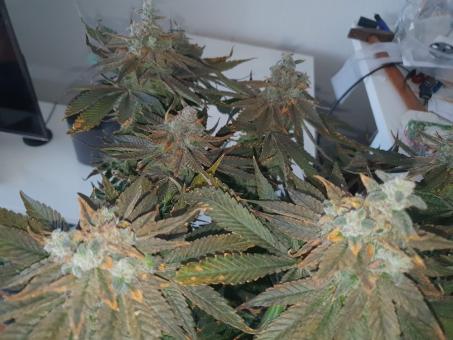 Bay Burger - картинка 4